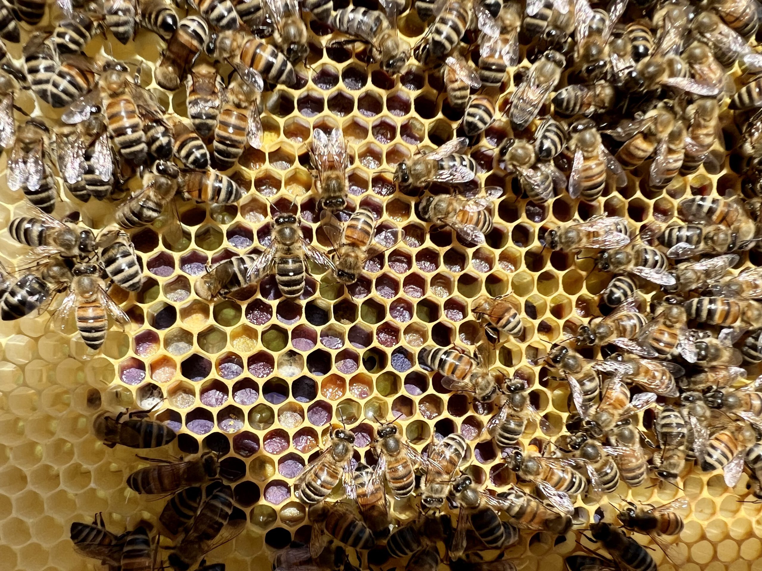 Bienen in Weilerswist